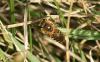 Colletes sp.